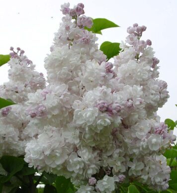 Ceriņš 'Krasavitsa'